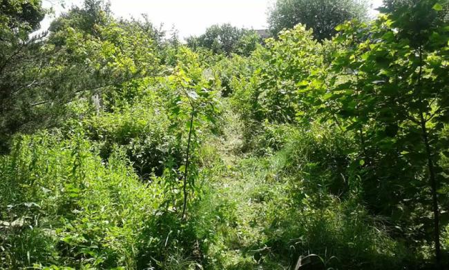 East Wall path leading to the Commonwealth War Grave for Private Johnson Albert Stacey