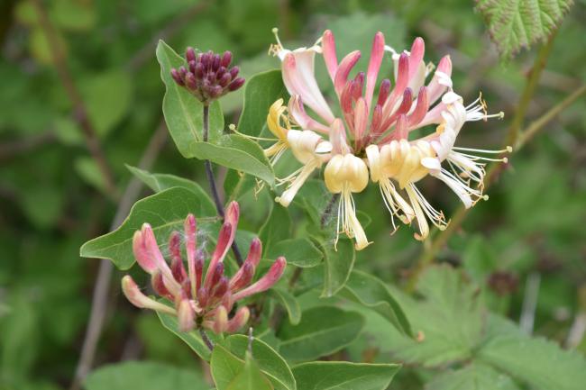 Honeysuckle is both cream and pink at the same time.