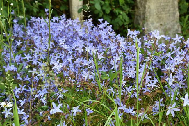 Blue is not as frequent a colour of flowering plants in Heene Cemetery as perhaps you’d expect.