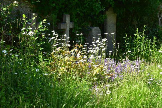No chemicals of any kind are used in the cemetery, and soil disturbance is avoided as far as possible.