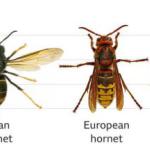 Asian hornets