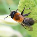 The bees in Heene Cemetery