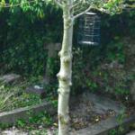 The natural history of a flint wall