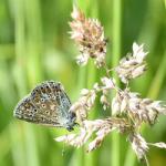 The grasses of Heene Cemetery blog index image