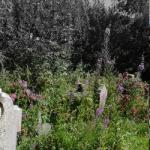 Colour comes to Heene Cemetery’s website