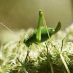 The crickets and grasshoppers of Heene Cemetery The crickets and grasshoppers of Heene Cemetery
