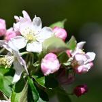 The blossom of Egremont Russet
