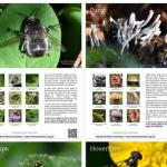 A3 colour posters - blog post icon - Heene Cemetery