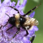 Headstones, pollinators and COP26