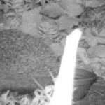 The Heene Cemetery nightshift