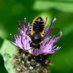 Surveying and recording our natural world Surveying and recording our natural world