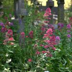 Heene Cemetery wins Green Flag Award