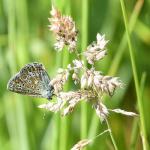 Managed long grasses - blog index icon