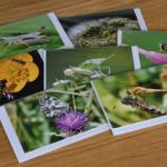 Greetings cards for sale