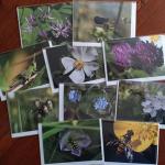 Greetings cards for sale