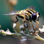 The hoverflies of Heene Cemetery The hoverflies of Heene Cemetery