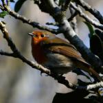 Local birding February 2021