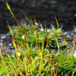 The Mosses of Heene Cemetery