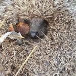 National Hedgehog Day