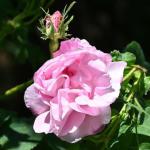 The rose family in Autumn