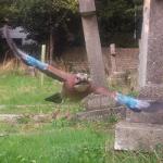 Heene Cemetery’s species count hits 500!