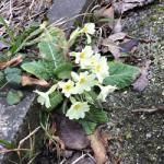 Spring into Heene Cemetery