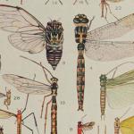 The Biology of Dragonflies by Robert Hillyard