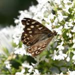 The Role of Heene Cemetery In Local Wildlife Conservation