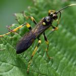 The wasps of Heene Cemetery The wasps of Heene Cemetery