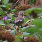 Birding in Heene Cemetery