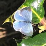 Biodiversity generalists and specialists blog post index