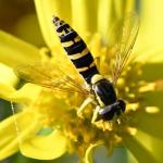 What Heene Cemetery tells us about biodiversity today