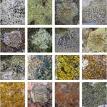 The lichens of Heene Cemetery