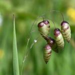 Rare, threatened and endangered species in Heene Cemetery