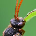 Insect cleanliness blog post image