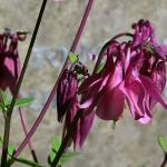 Columbine Columbine