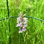 Common Spotted Orchid