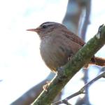Wren Wren