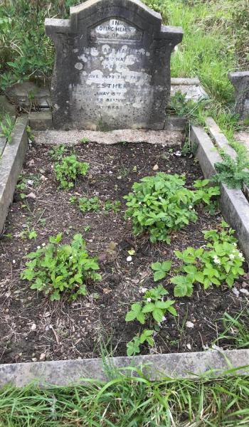 William Magness (buried 1925) headstone