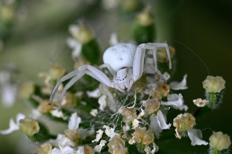 The Goldenrod Crab Spider, Heene Cemetery, early-August 2025.