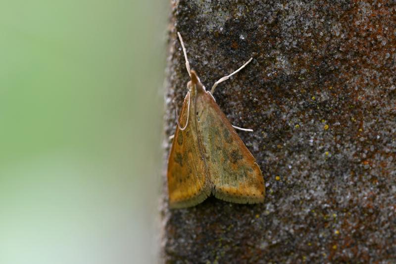 The Rusty Dot Pearl is a small moth (10–15 millimetres; wingspan 18–22 millimetres) that has multiple generations each year.