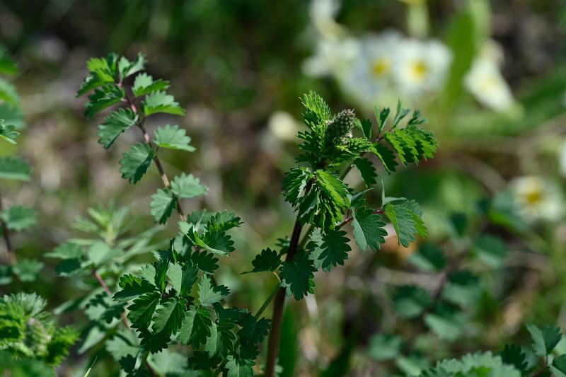 Salad Burnet in mid-April 2025.