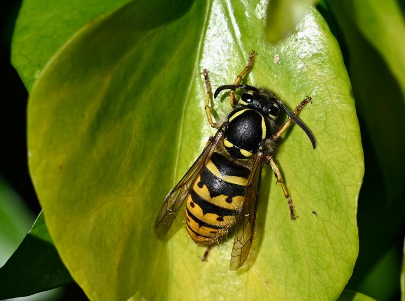 The Common Wasp has a characteristic pattern of yellow and black bands down the abdomen and an anchor-shaped mark on its face.