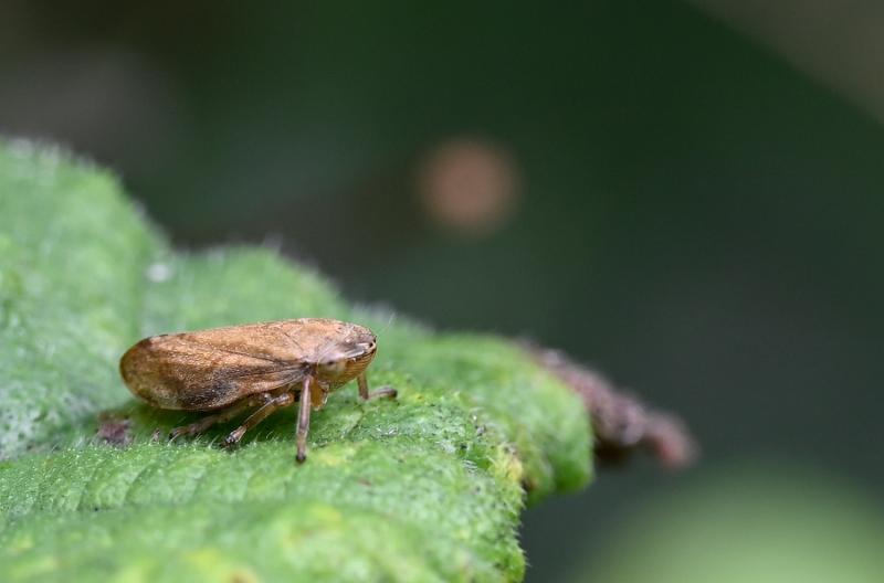 The Common Froghopper is small (at between 4 and 7 millimetres in length), but their jumping ability—courtesy of its extraordinary hind leg muscles—enables it to jump 70cm into the air.