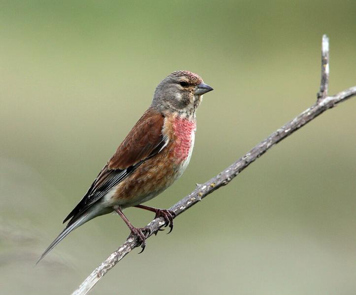 A male Linnet in breeding plumage