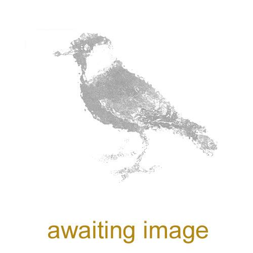 Jackdaw - awaiting image