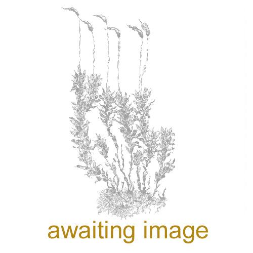 Violet/Mauve Thread-moss - awaiting image