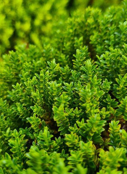 Hebe 'Green Globe' courtesy of Paramount Plants.