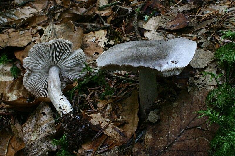 Beech Knight