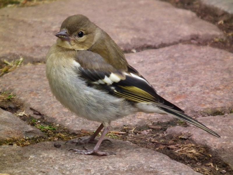 Chaffinch (female)